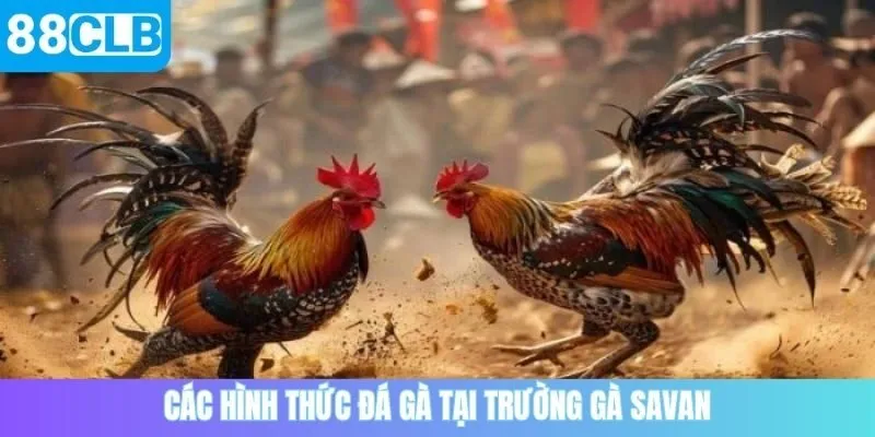Các hình thức đá gà 