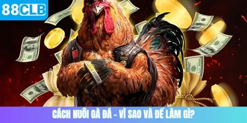 Cách nuôi gà đá – Vì sao và để làm gì?