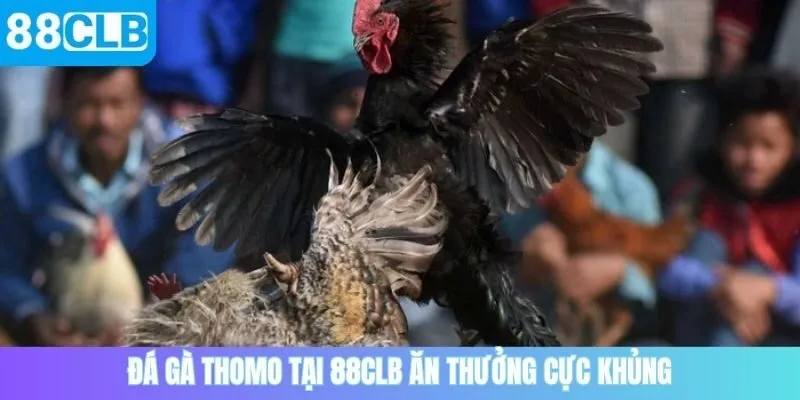 Đá gà Thomo tại 88CLB ăn thưởng cực khủng