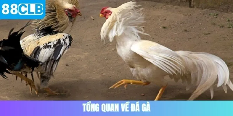 Tổng quan về đá gà