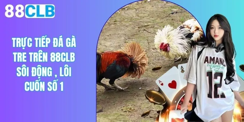 Trực Tiếp Đá Gà Tre Trên 88CLB Hấp Dẫn, Lôi Cuốn Số 1