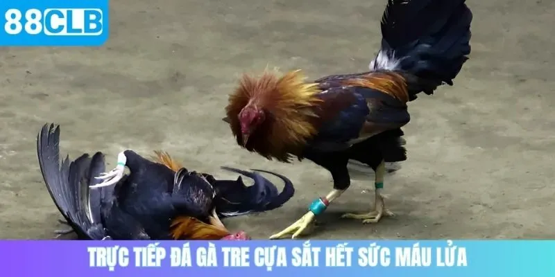 Trực tiếp đá gà tre cựa sắt hết sức máu lửa