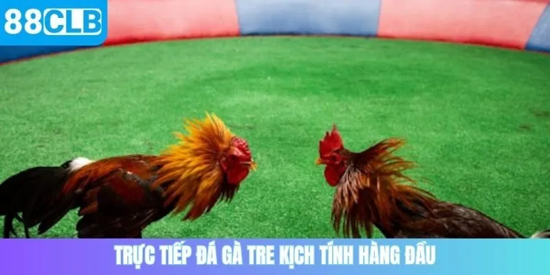 Trực tiếp đá gà tre kịch tính hàng đầu