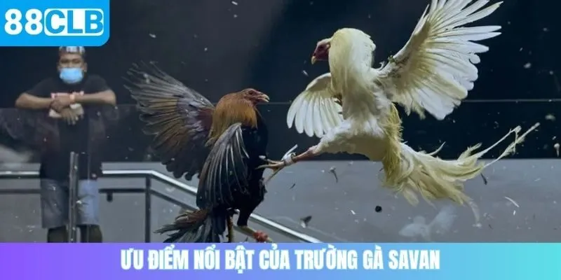 Ưu điểm nổi bật